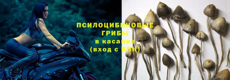 Галлюциногенные грибы MAGIC MUSHROOMS  где можно купить   Павлово 